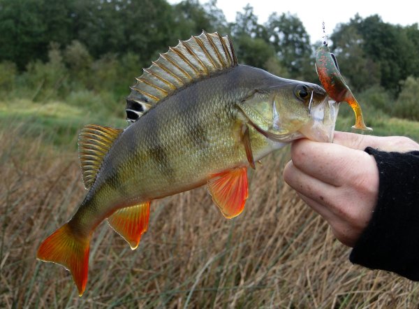Окунь Волжский