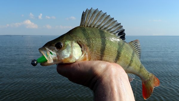 Окунь Балтийского моря