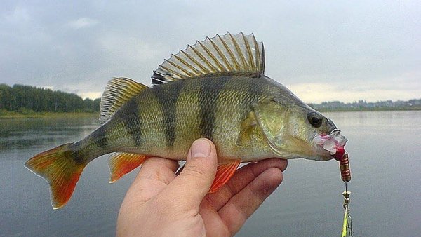 Вертушки на окуня