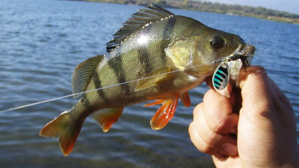 Окунь летом на вертушку