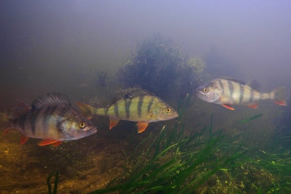 Окунь в речке