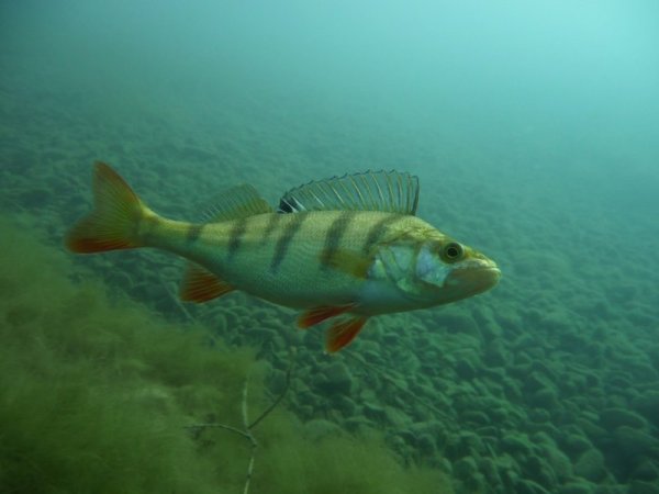 Лучепёрый окунь