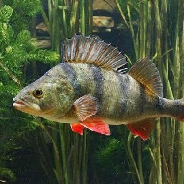 Окунь perca fluviatilis