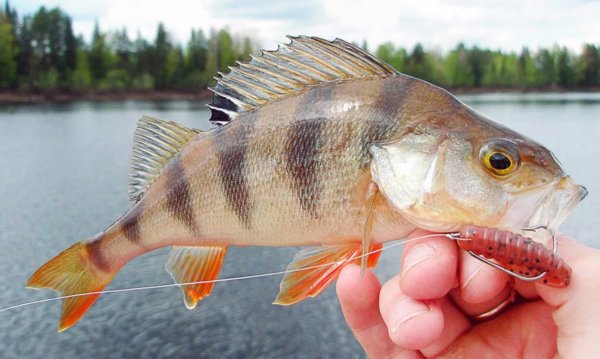 Рыбалка на окуня летом