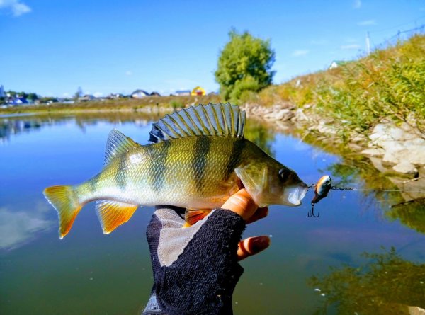 Рыба реки пьяна