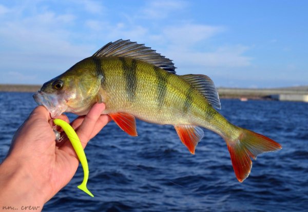 Окунь Озерный