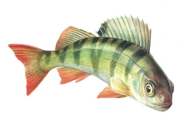 Ёрш рыба полосатая