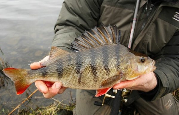 Крупный окунь на спиннинг