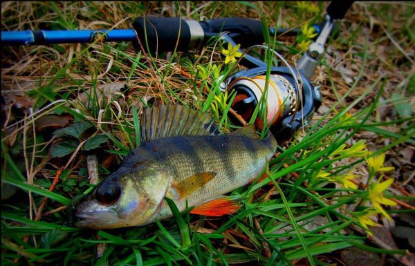 Окунь на спиннинг