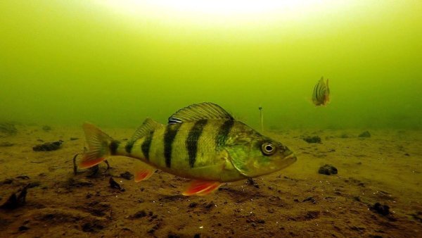 Окунь под водой
