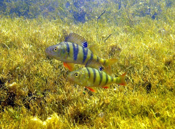 Астраханский заповедник рыбы