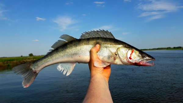 Берш Волга?