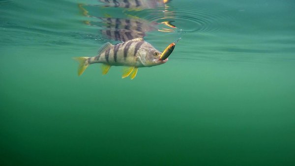 Фон рыбалка