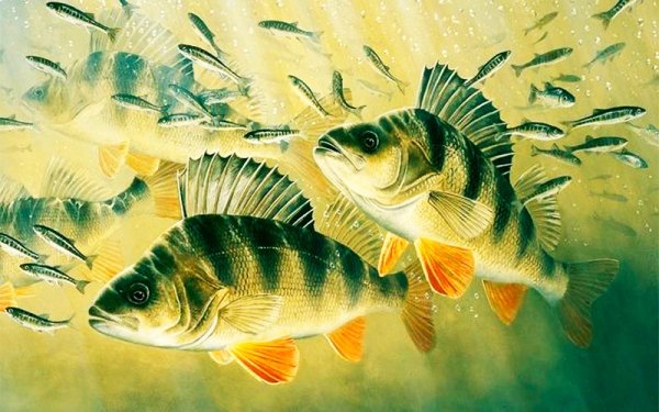 Окунь Речной малек