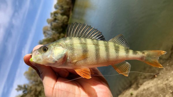 Берш и окунь