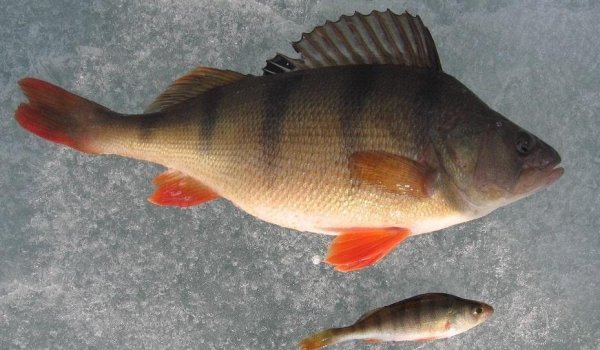 Окунь Горбач