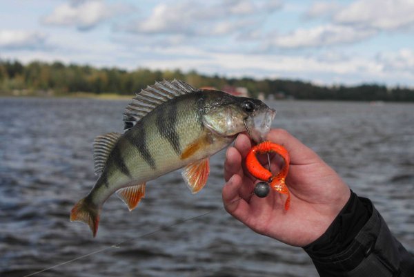 Ловля окуня