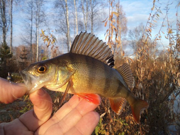 Ловля окуня осенью