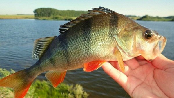 Красноперый окунь