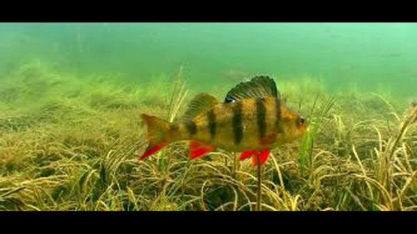 Окунь в воде