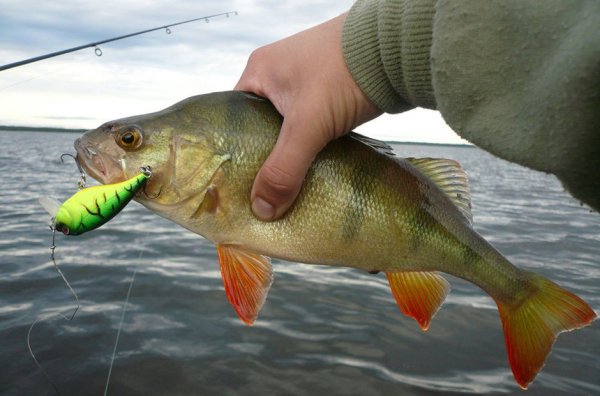 Рыбалка на окуня