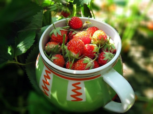 Чай с фруктами и ягодами