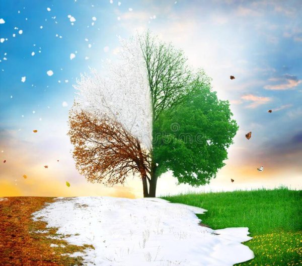 Дерево зимой и летом