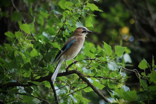 Певчие птицы в лесу