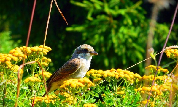 Птицы летом