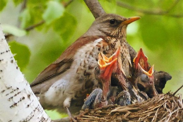 Птицы в лесах