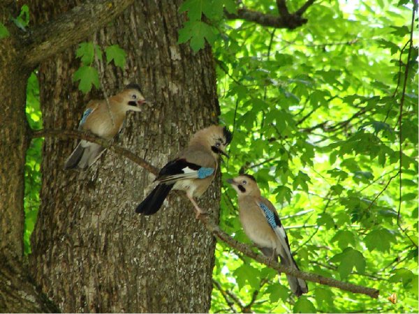 Птицы летом в лесу