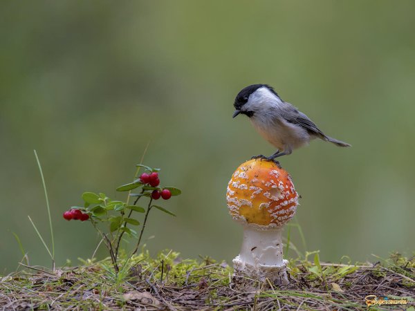Птицы в сентябре