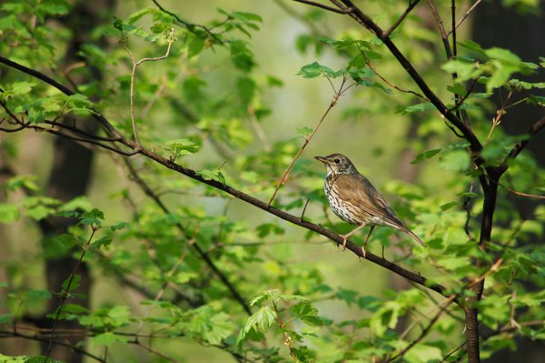 Птицы в весеннем лесу