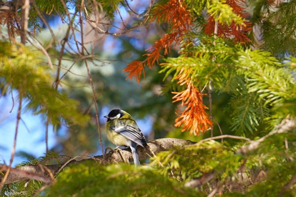 Птицы в лесу