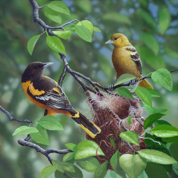 Брэдли Джексон