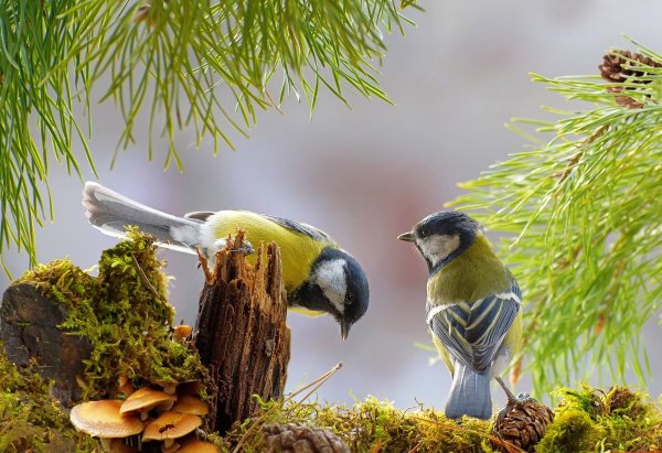 Живая природа птицы