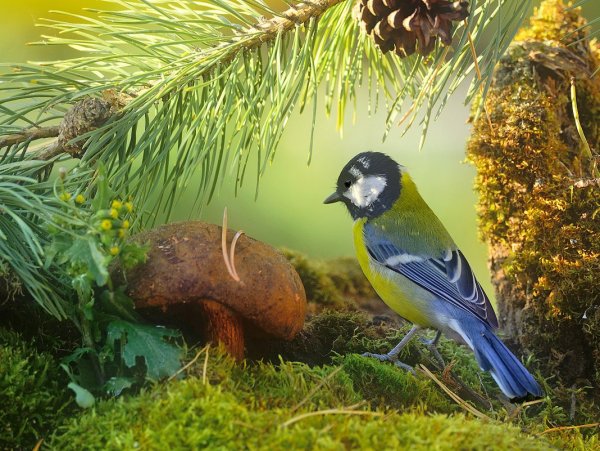 Лазоревки в лесу