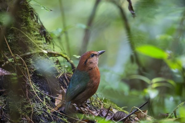 Природа России птицы