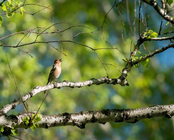 Природа России птицы