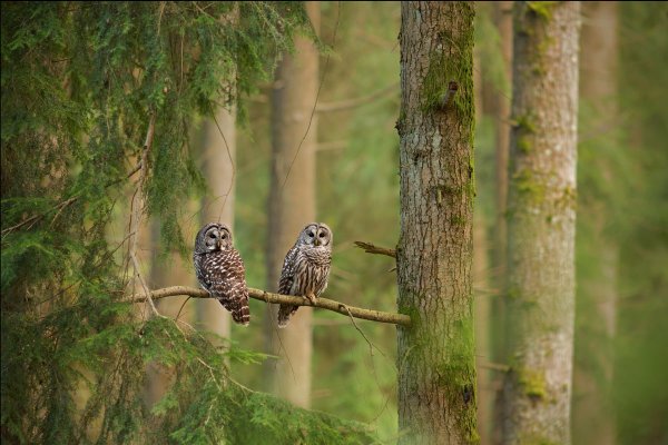 Сова в лесу