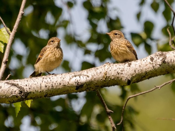 Два соловья