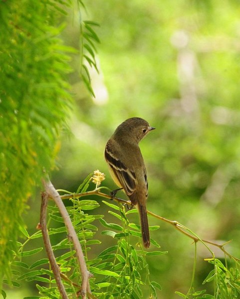 Птицы летом в лесу