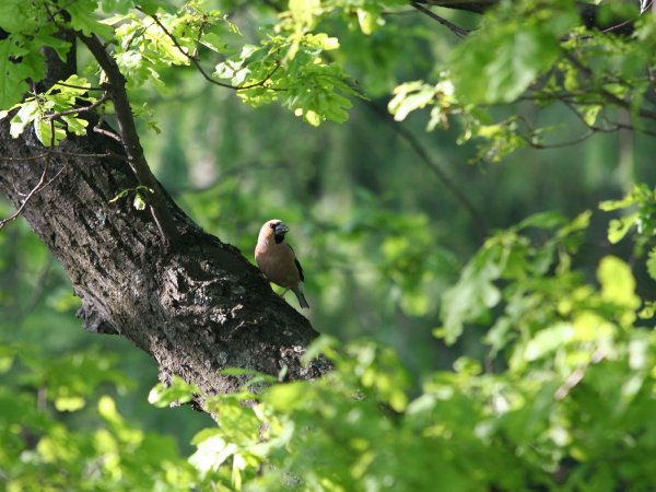 Птицы в лесу на дереве
