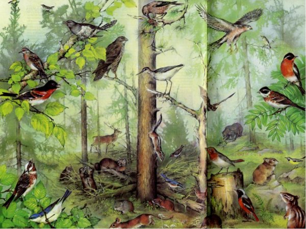 Лесной биоценоз Тайга