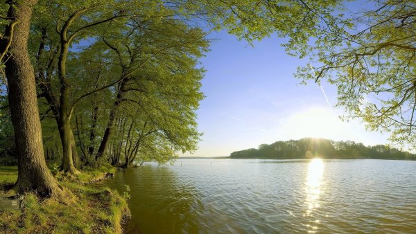 Дерево на берегу озера