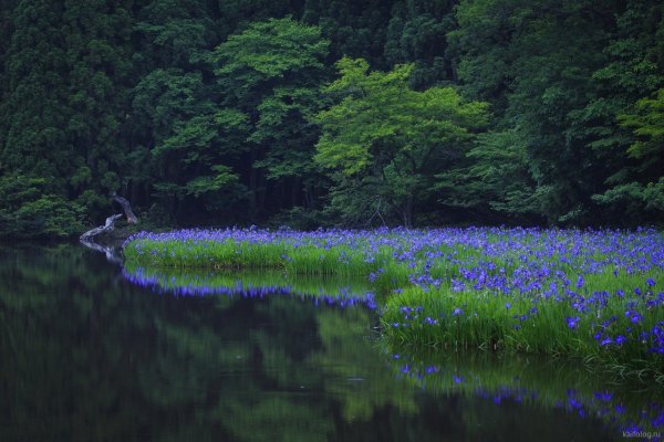 Синяя природа