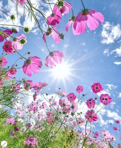 Лето солнце цветы