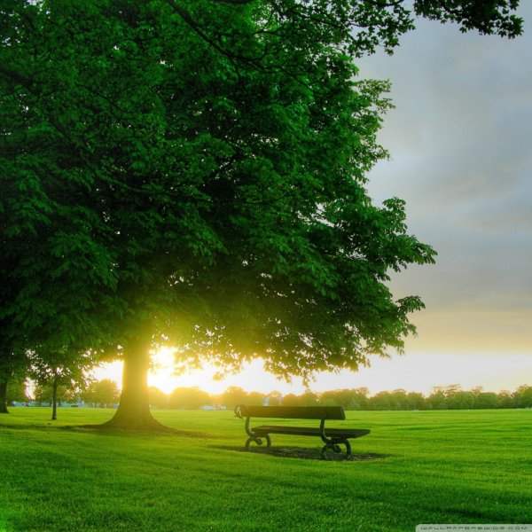 Обои на рабочий стол бабочки