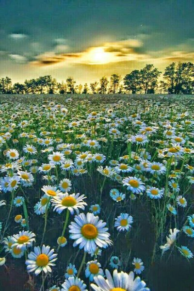 Капля воды в виде сердца