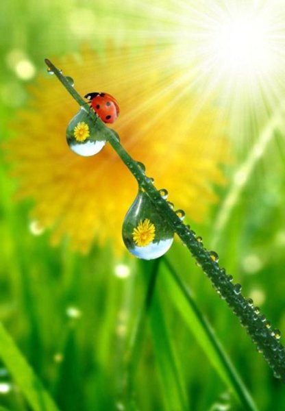 Милые цветочки фон